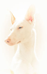 Close-up of a dog over white background