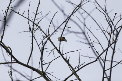 Low angle view of bird perching on branch