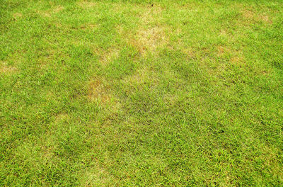 Full frame shot of grass on field