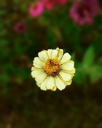 Close-up of white flower