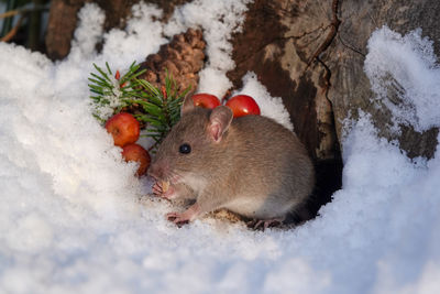 Close-up of squirrel on snow