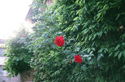 Close-up of red rose on leaves