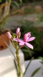 Close-up of pink flowers blooming outdoors