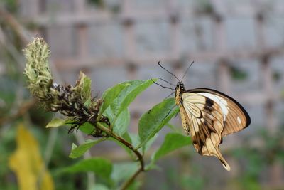 Close-up of butterfly on plant