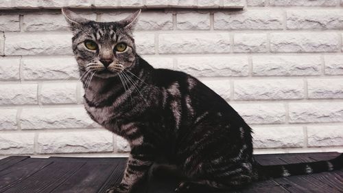 Portrait of cat sitting on floor