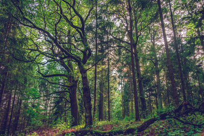 Trees in forest