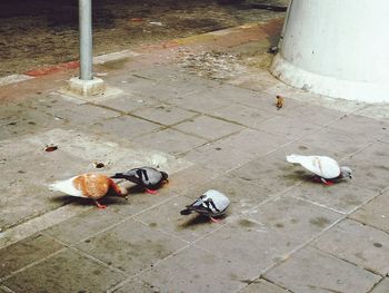 High angle view of pigeons on footpath
