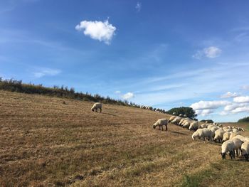 View of sheep on field against sky