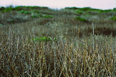 Close-up of fresh green grass in field