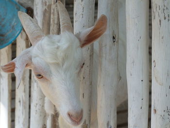 Close-up of goat in pen