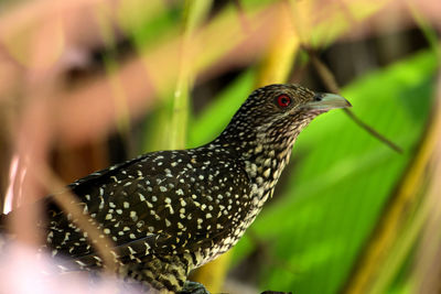 Close-up of a bird