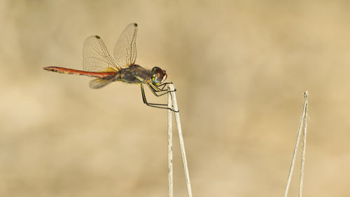 Close-up of dragonfly on twig