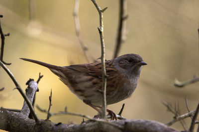 A close-up of a beautiful dunnock on an autumnal leafless tree branch.