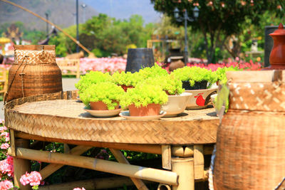 Potted plants in basket on table