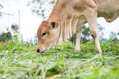 Close-up of a horse grazing in field