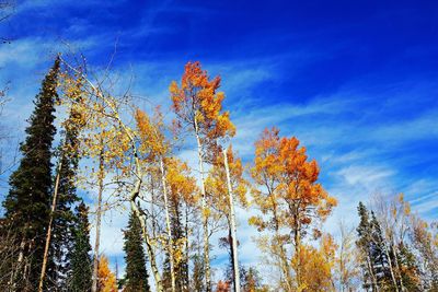 Low angle view of trees against sky during autumn