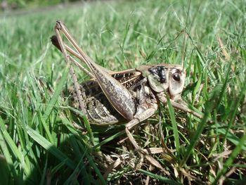 Lizard on a field