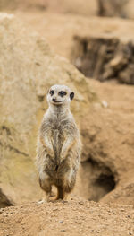 Portrait of rabbit on rock