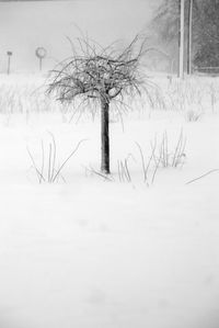 Bare trees on snow covered landscape