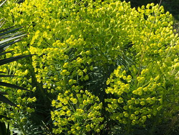 Close-up of yellow flowering plant leaves