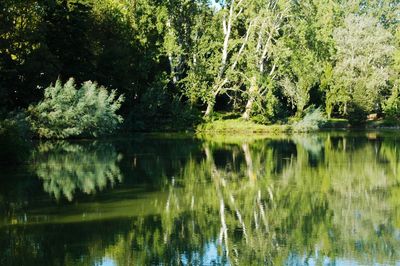 Reflection of trees in calm lake