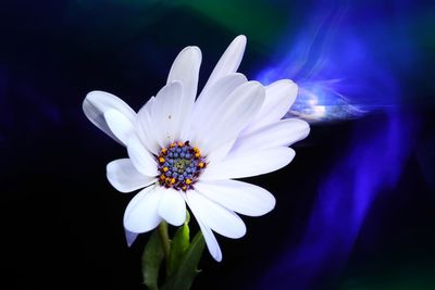 Close-up of white flower