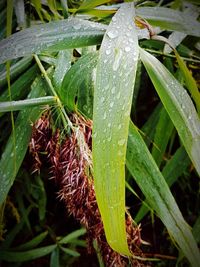 Close-up of wet plants