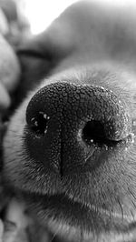 Close-up of human eye