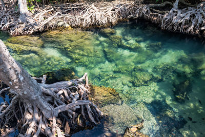 High angle view of driftwood in lake