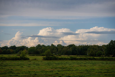 Trees on field against sky