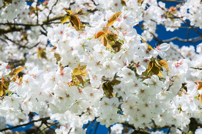 Close-up of bee on white flowers