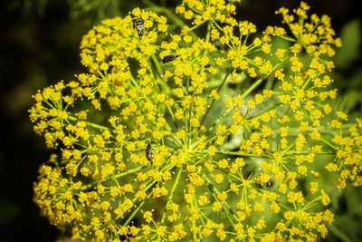 Close-up of yellow flowering plant