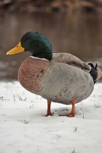 Close-up of mallard duck on snow covered field