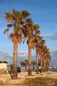 Palm trees on landscape against blue sky