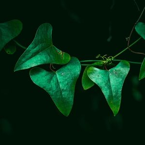 Close-up of green leaf against black background