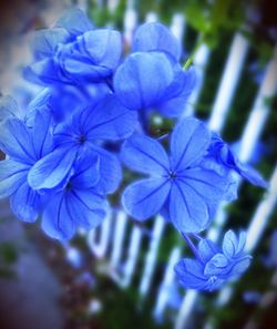 Close-up of blue flowers blooming outdoors