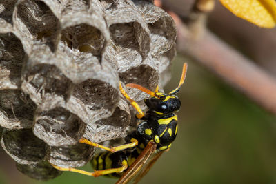 Paper wasp building the nest, vrana lake nature park, croatia