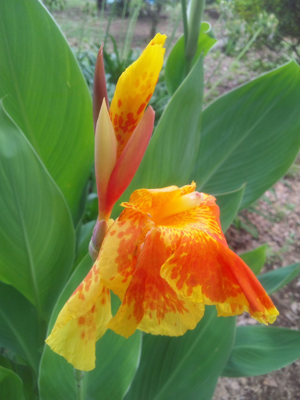 flower, petal, flower head, freshness, fragility, yellow, growth, beauty in nature, close-up, leaf, blooming, plant, focus on foreground, nature, single flower, in bloom, orange color, park - man made space, day, outdoors