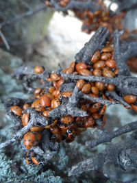 Close-up of frozen tree during winter