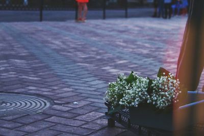 Close-up of flower on footpath by street in city