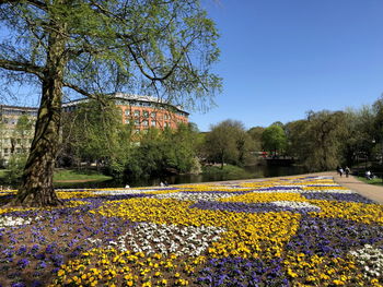 Yellow flowers on field against clear blue sky