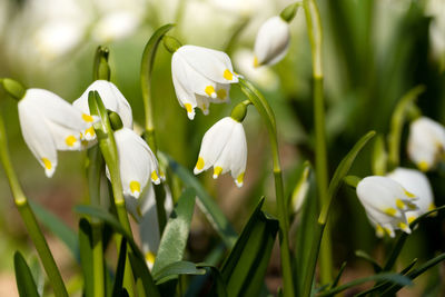 Close-up of white flowering plants