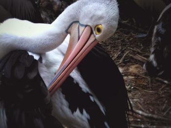 Close-up of white bird