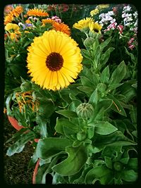 Close-up of yellow flowers