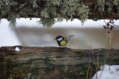 Bird perching on a lake