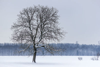 Bare tree against clear sky during winter