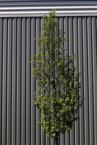 Close-up of plant against building