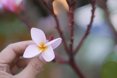 Close-up of hand holding flower