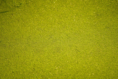 Full frame shot of green grass