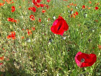 Red poppies blooming in field